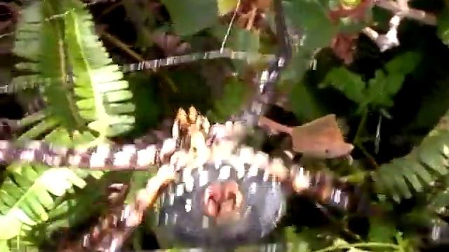 Native Hawaiian Spooky Face Spider, Argiope avara kauaiensis смотреть онлайн