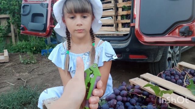 СБОР УРОЖАЯ 2022.Домашний архив от первого лица. смотреть онлайн