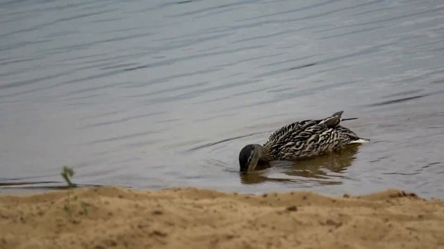 Приводнение Дикие утки Wild Ducks  बतख アヒル 鴨子 البط Enten Canards Patos Bebek Үйректер Multicolor