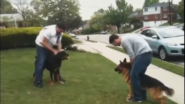Rottweiler Vs German Shepherd CLASH Compilation [Mr Friend]