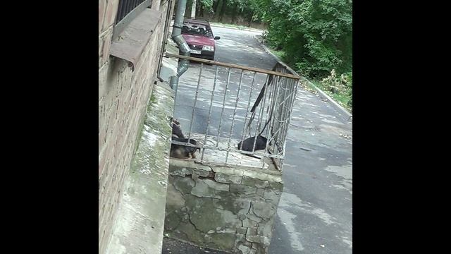 3 сентября 2024 года  - собаки на крыльце 4 подъезда