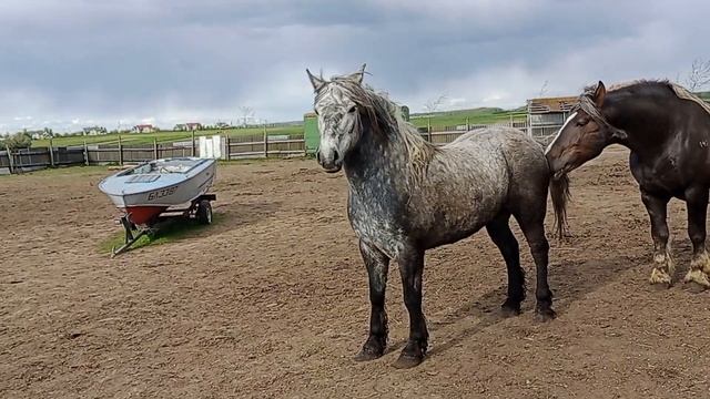 Закрыли Альфу в сарай чтобы не мешала жеребцу покрывать кобыл смотреть онлайн