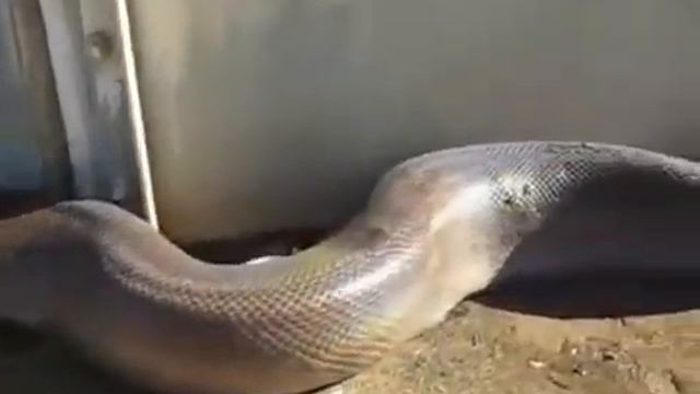 Самая большая змея смотреть онлайн
