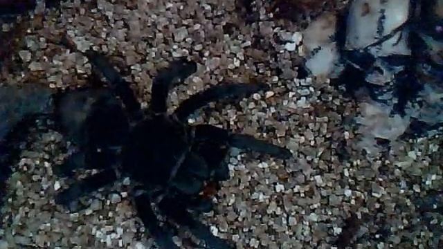 Grammostola Pulchra (Brazilian Black) Caresheet смотреть онлайн