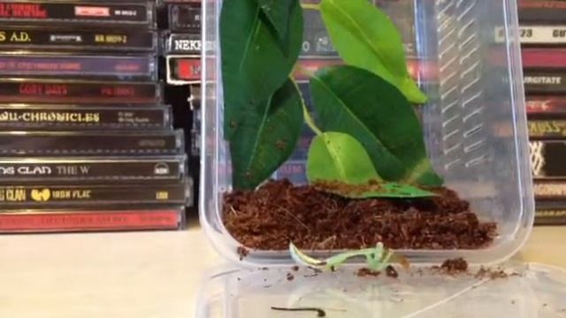 South American Green Mantis Eats Mealworm смотреть онлайн