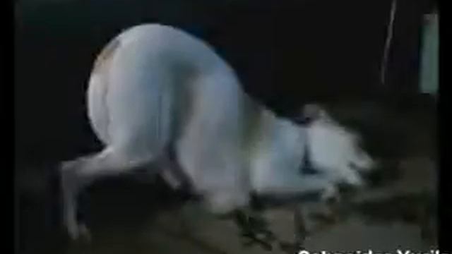 Смешные видео про животных смотреть онлайн