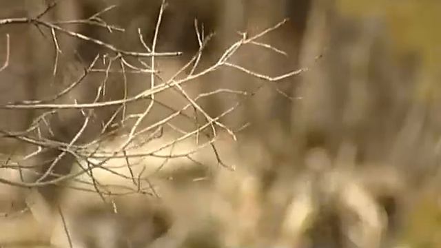 Приказ 955 от 01.03.2014 министерства обороны РФ всем военнослужащим смотреть онлайн