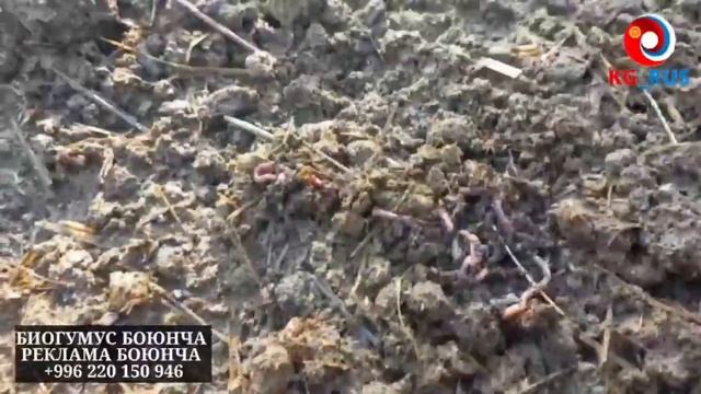 СООЛЖАН БАГУУ//НОЛЬДОН БАШТАЙБЫЗ /ОШ    ЭМГЕКЧИЛ ШЫЛАУШЫН БОРДАКЫЛУБИЗНЕСИ!