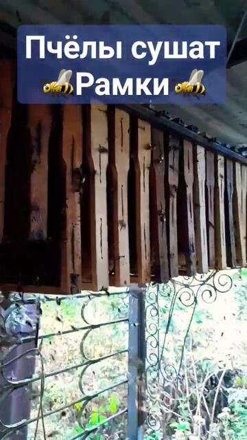 Пчелы обсушивают рамки #пчеловодство #пчелы #мёд #пасека #рой #природа смотреть онлайн