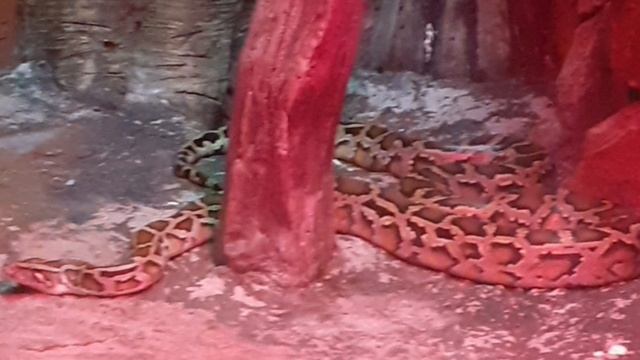 Зима в калининградском зоопарке