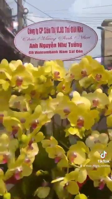 Chậu Vàng 20 Cây