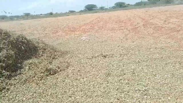 KSR HIGH CAPACITY GROUND NUT & MULTY CROP THRESER; 9966366788,..9492865223 смотреть онлайн
