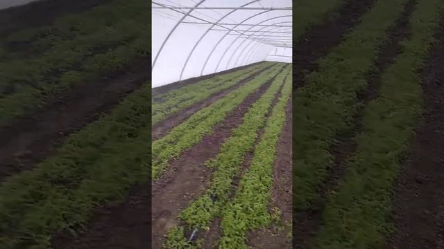 Мои арочные теплицы смотреть онлайн