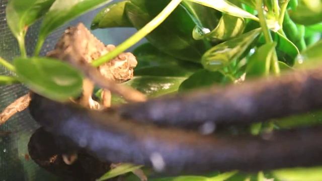 Jackson Chameleon Baby Eating Some Lunch смотреть онлайн