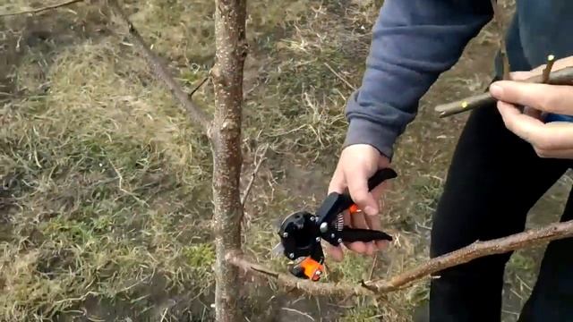 Секатор для прививания деревьев смотреть онлайн