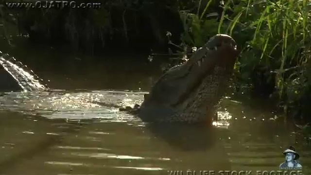 American Alligator Bellowing 01 смотреть онлайн