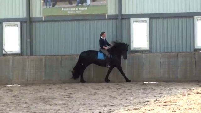 Фризский жеребец от Maurits 2009 г.р. смотреть онлайн