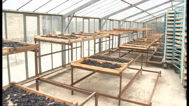 Գագիկ Սիրեկանյան, Սարդարապատ, Չրեր/Gagik Sirekanyan Sardarapat Dried Fruit SME DNC