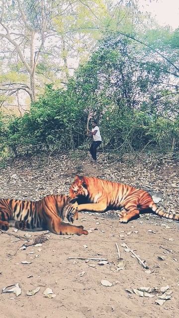 H⭕ld On Tight😳😱😳Bengal Tiger 🐅🐅🐅🐯Attack🐯 #reels #viral #shorts смотреть онлайн