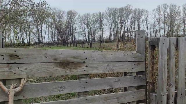 как много пчёл . а машина после поездки? смотреть онлайн