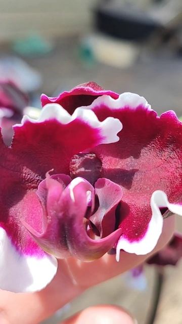 #орхидея Чëрная магия #phalaenopsis BLACK MAGIC смотреть онлайн