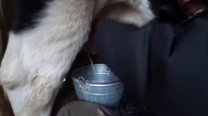 "Чини Толя" Дмитрий Шараев