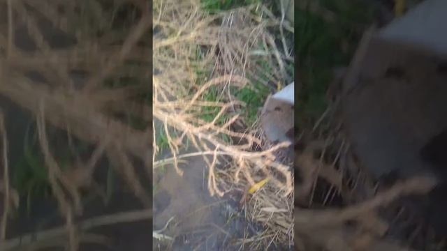 Проба взять подшкурную воду с наружи обсадной трубы смотреть онлайн