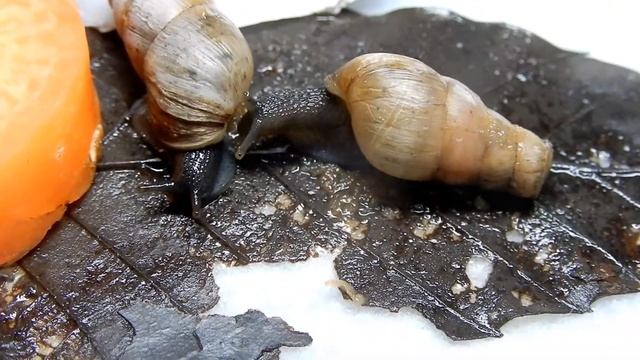 外来カタツムリ：オオクビキレガイ смотреть онлайн
