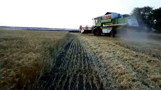 Уборка пшеницы елиты комбаином CLASS Dominator. 2018год. смотреть онлайн
