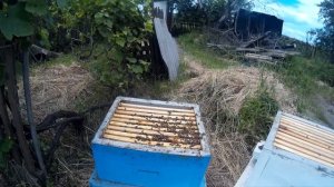 пчеловодство вывод из роевого состояния
