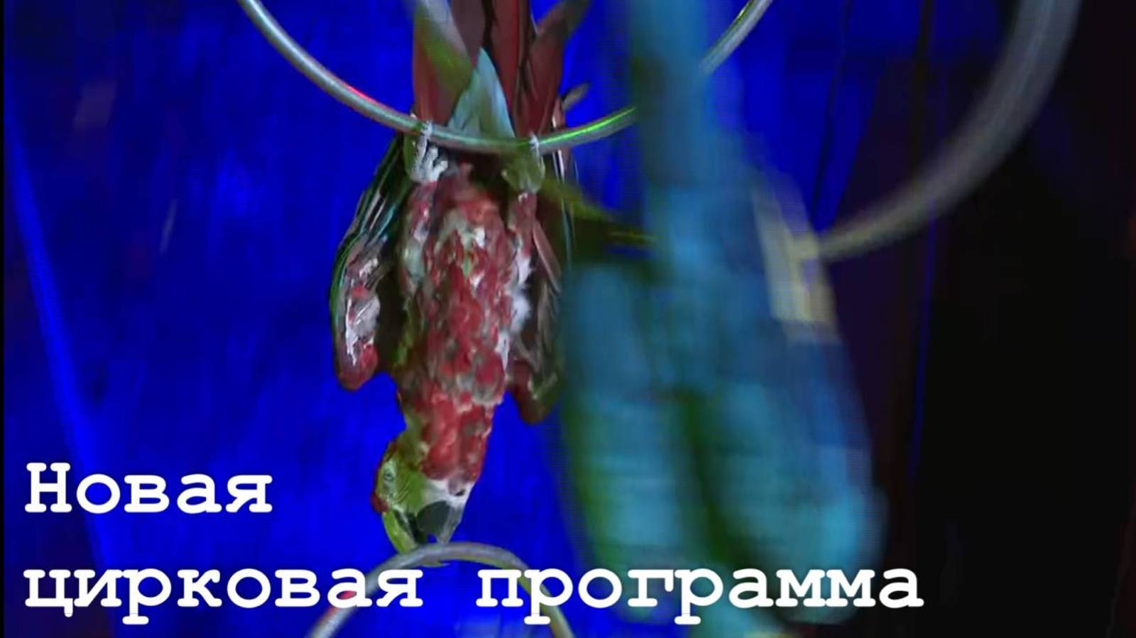 Новая программа цирка "Жар-птица" смотреть онлайн