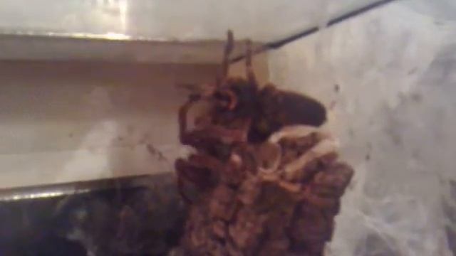 A.minatrix mating смотреть онлайн