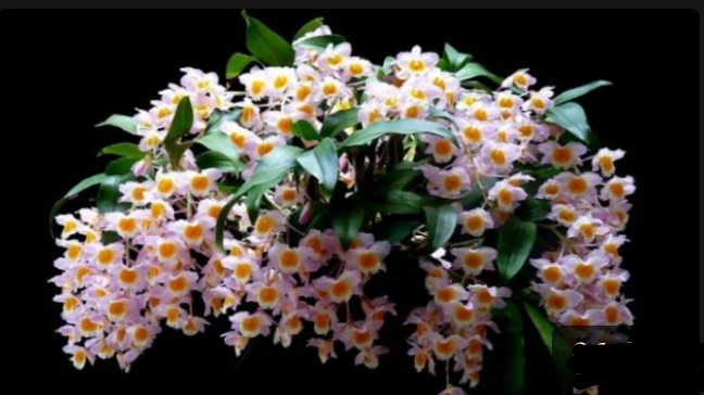 Дендробиум  Farmeri содержание в домашних условиях. Появление цветоносов. Часть 2.