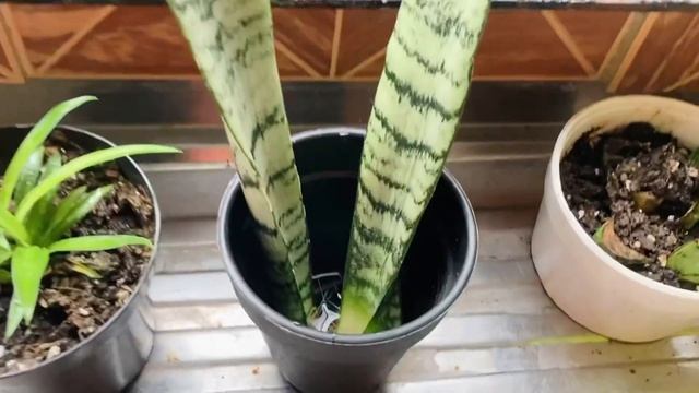 Snake Plant Propagation and Updates смотреть онлайн