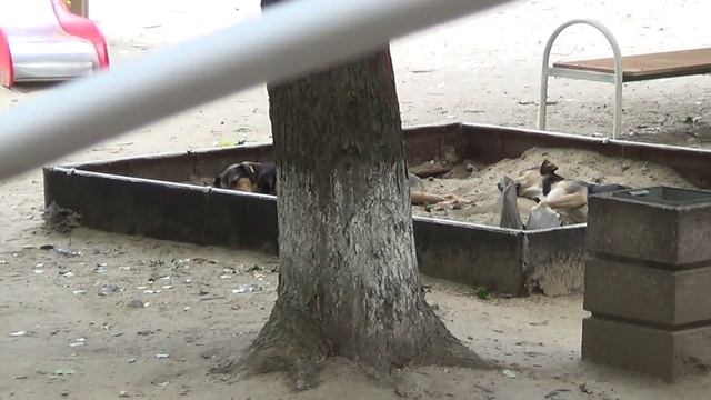 2 августа 2024 года - в детской песочнице спят собаки