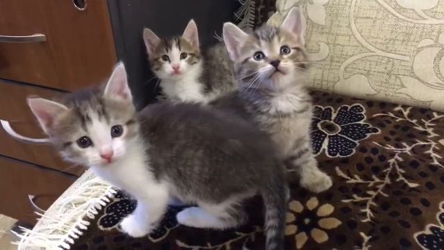 Котятки смотреть онлайн