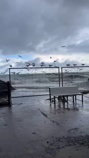 Чайки в шоке от шторма! Батуми. Грузия #shorts смотреть онлайн