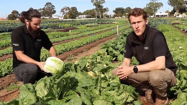 Fairbanks Seeds - Kilakin F1, Hybrid Chinese Cabbage смотреть онлайн