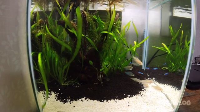 How to create simple tank 30 cm Aquascape ⁉️ смотреть онлайн