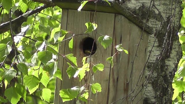 Скворчата смотреть онлайн
