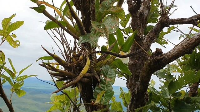 หากล้วยไม้ป่าเอื้องเงินหลวง( Dendrobium formosum Roxb. ex Lindl ) และกล้วยไม้ป่าอื่นๆ смотреть онлайн