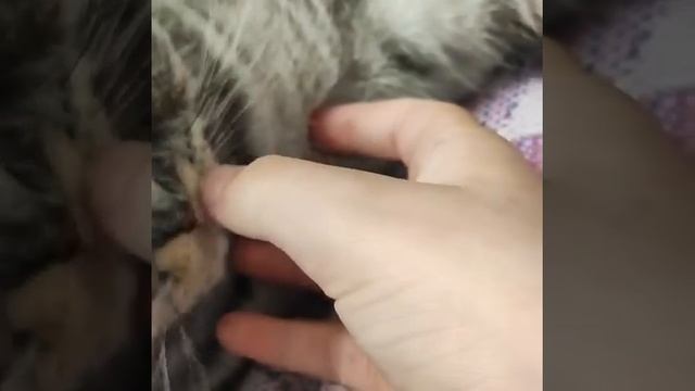 Милое видео с Оскаром🐈❤️