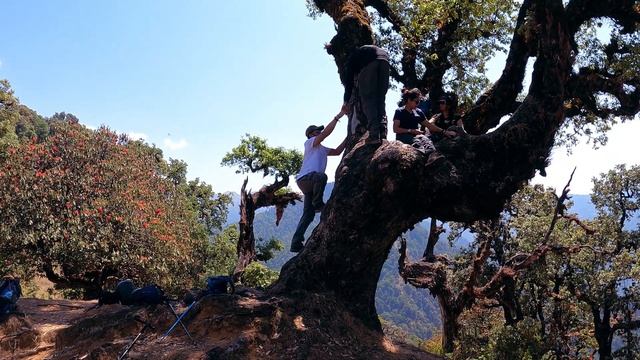 Deoriatal to Shalmi via Rohini Bugyal | Deoriatal Chandrashila Trekking - Ep 05 | T3L смотреть онлайн