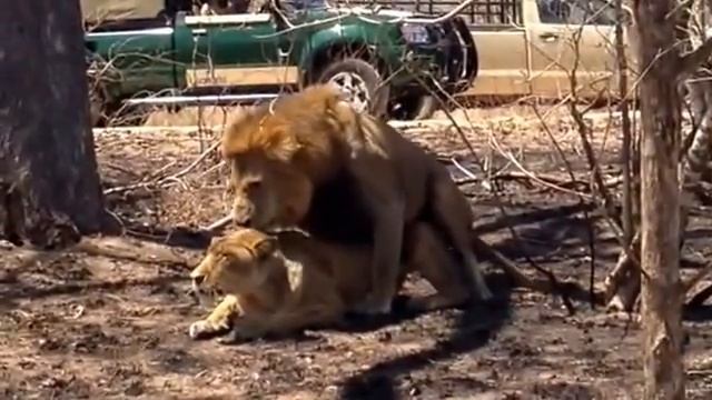 Mating lions in Kruger right next to the OSV смотреть онлайн