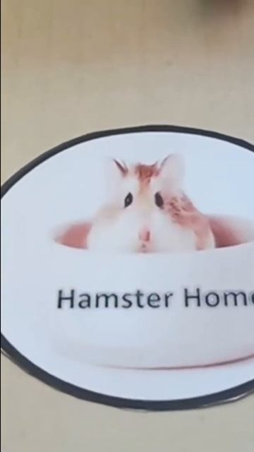DIY Prepare Smarting Game For My Hamster смотреть онлайн