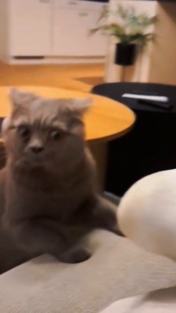 👍 смотреть онлайн