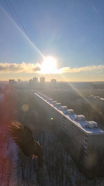 Черный голубь - Черный Красавец!!!. смотреть онлайн