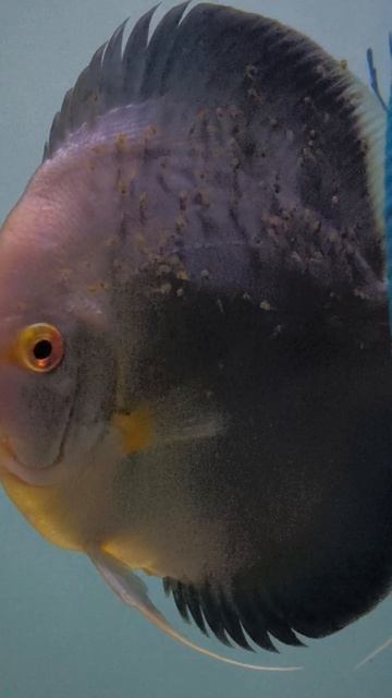 Первый Малек от моих Голубых Алмазов смотреть онлайн