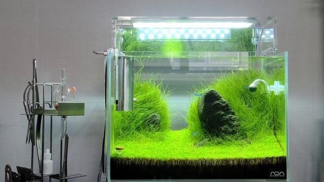 ADA MINI M Black Sand Stone Iwagumi Layout смотреть онлайн