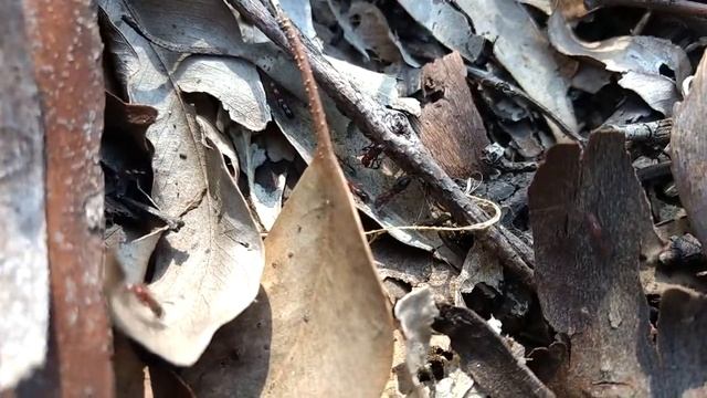 Lioponera raiding Rhytidoponea sp. смотреть онлайн